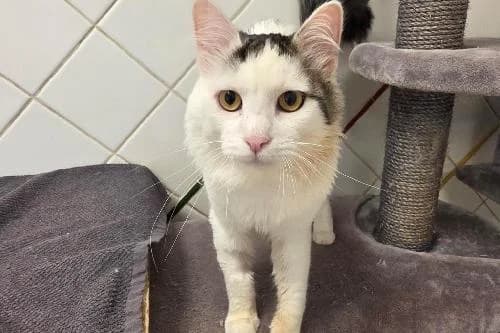 Julio, BLANC ET TIGRE male young mixed breed for adoption at Animaux Secours, Lille