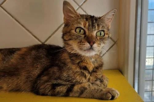 Cahuete, TIGRE ECAILLE female 6yo mixed breed for adoption at Animaux Secours, Lille