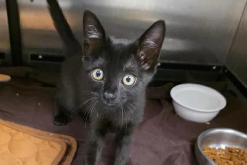 Kali, NOIRE - TIGRE female puppy mixed breed for adoption at Animaux Secours, Lille