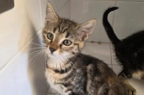 Sienna, TIGRE female puppy mixed breed for adoption at Animaux Secours, Lille