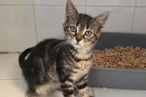 Chado, TIGRE male puppy mixed breed for adoption at Animaux Secours, Lille