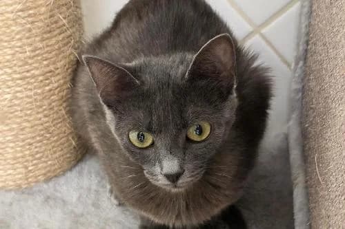Sucette,  (Animaux Secours)