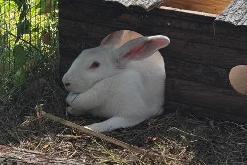 Pudgy, BLANC female mixed breed for adoption at Animaux Secours, Lille