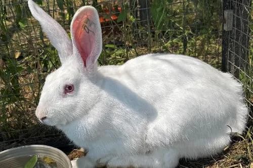 Grumpy, BLANC male mixed breed for adoption at Animaux Secours, Lille