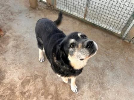 Gibbs, NOIRE - BEIGE male senior mixed breed for adoption at Animaux Secours, Lille