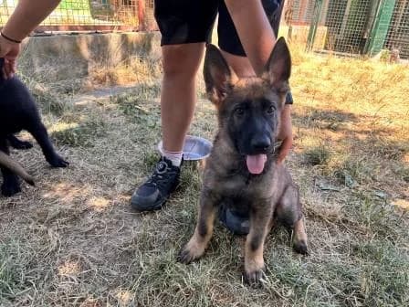 Jeremie, FAUVE CHARBONNEE male puppy German Shepherd for adoption at Animaux Secours, Lille