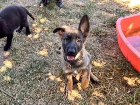 Lana, FAUVE CHARBONNEE female puppy German Shepherd for adoption at Animaux Secours, Lille