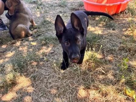 Laurine, NOIRE female puppy German Shepherd for adoption at Animaux Secours, Lille