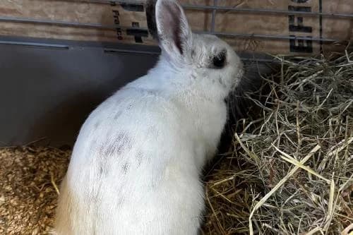 Blanche, BLANC female puppy mixed breed for adoption at Animaux Secours, Lille