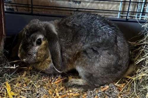 Koala, GRISE female 4yo mixed breed for adoption at Animaux Secours, Lille