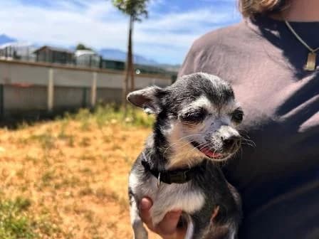 Nikita, NOIRE ET BLANCHE female senior Chihuahua for adoption at Animaux Secours, Lille