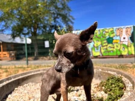 Katana, BLEU male 7yo Chihuahua for adoption at Animaux Secours, Lille
