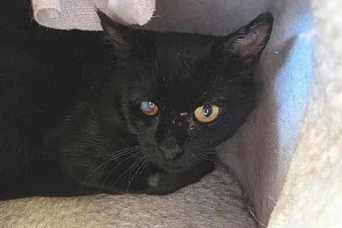 Smoke, NOIRE male 6yo mixed breed for adoption at Animaux Secours, Lille
