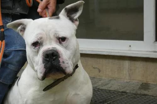 Django, BLANC - BRINGEE male 7yo mixed breed for adoption at Animaux Secours, Lille