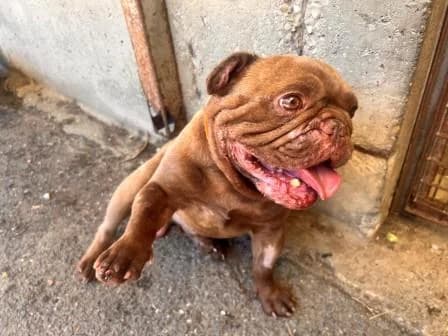 Thor, FAUVE male French Bulldog for adoption at Animaux Secours, Lille