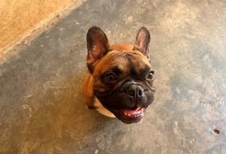 Anthony, FAUVE male puppy French Bulldog for adoption at Animaux Secours, Lille