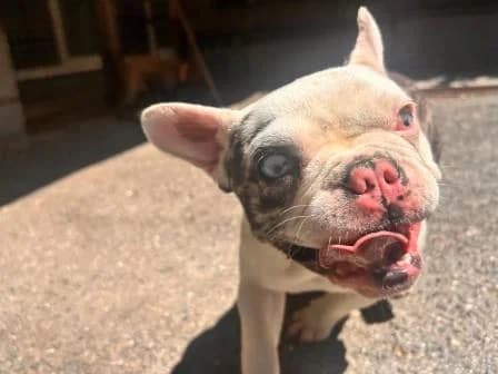 Angelina, MERLE ET BLANC female puppy French Bulldog for adoption at Animaux Secours, Lille