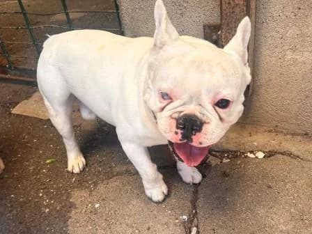 Pon, BLANC male 7yo French Bulldog for adoption at Animaux Secours, Lille