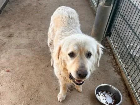 Malo, BEIGE female 5yo mixed breed for adoption at Animaux Secours, Lille
