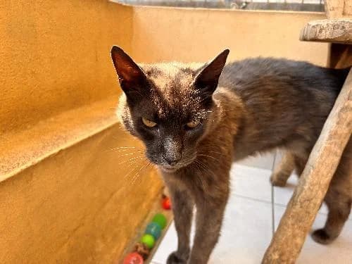 Davos,  (Animaux Secours)