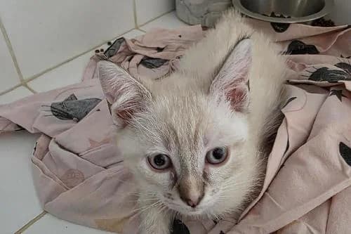 Anna, female puppy mixed breed for adoption at Animaux Secours, Lille