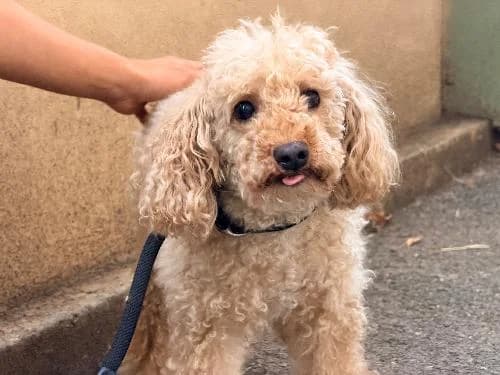 Benben, ABRICOT male senior Poodle for adoption at Animaux Secours, Lille