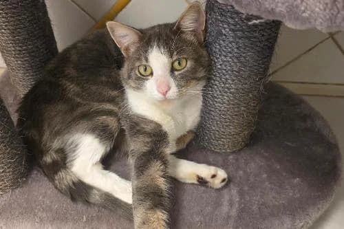 Vernon, GRIS ET BLANC male young mixed breed for adoption at Animaux Secours, Lille