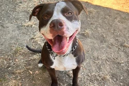 Tchoko, MARRON ET BLANCHE male 5yo mixed breed for adoption at Animaux Secours, Lille