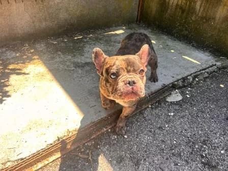 Aden, MERLE ET BLANC male puppy French Bulldog for adoption at Animaux Secours, Lille