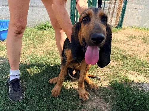 Eugene,  (Animaux Secours)