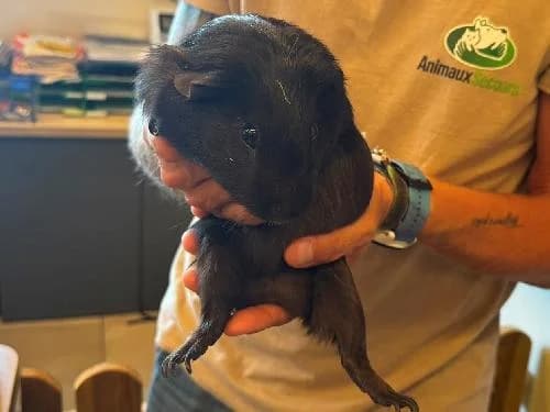Luke, NOIRE male mixed breed for adoption at Animaux Secours, Lille