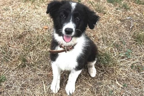 Panda, NOIRE ET BLANCHE female puppy Border Collie for adoption at Animaux Secours, Lille
