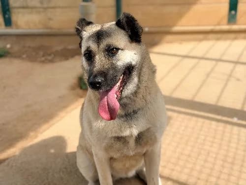 Ella, BEIGE female young mixed breed for adoption at Animaux Secours, Lille