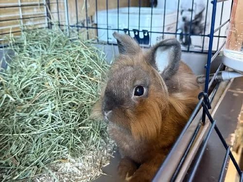 Bueno, MARRON CHARBONNE female mixed breed for adoption at Animaux Secours, Lille