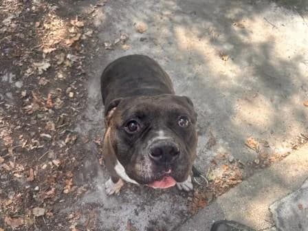 Titan, MERLE CHOCOLAT male 3yo American Bully for adoption at Animaux Secours, Lille