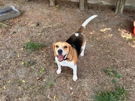 Timber, TRICOLORE male 4yo Beagle for adoption at Animaux Secours, Lille