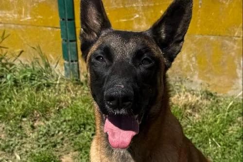 Ova, FAUVE CHARBONNEE female young Belgian Malinois for adoption at Animaux Secours, Lille