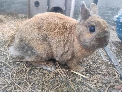 Gogoat, MARRON CHARBONNE  mixed breed for adoption at Animaux Secours, Lille
