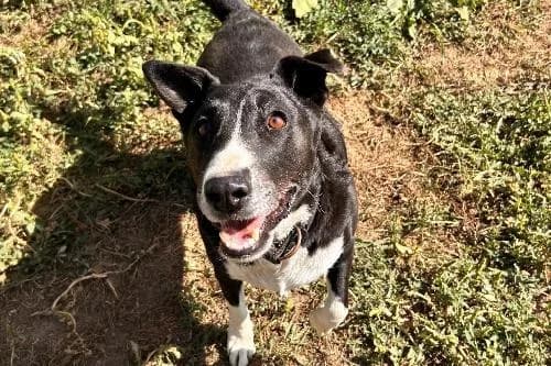 Mahika, NOIRE ET BLANCHE female senior Border Collie for adoption at Animaux Secours, Lille