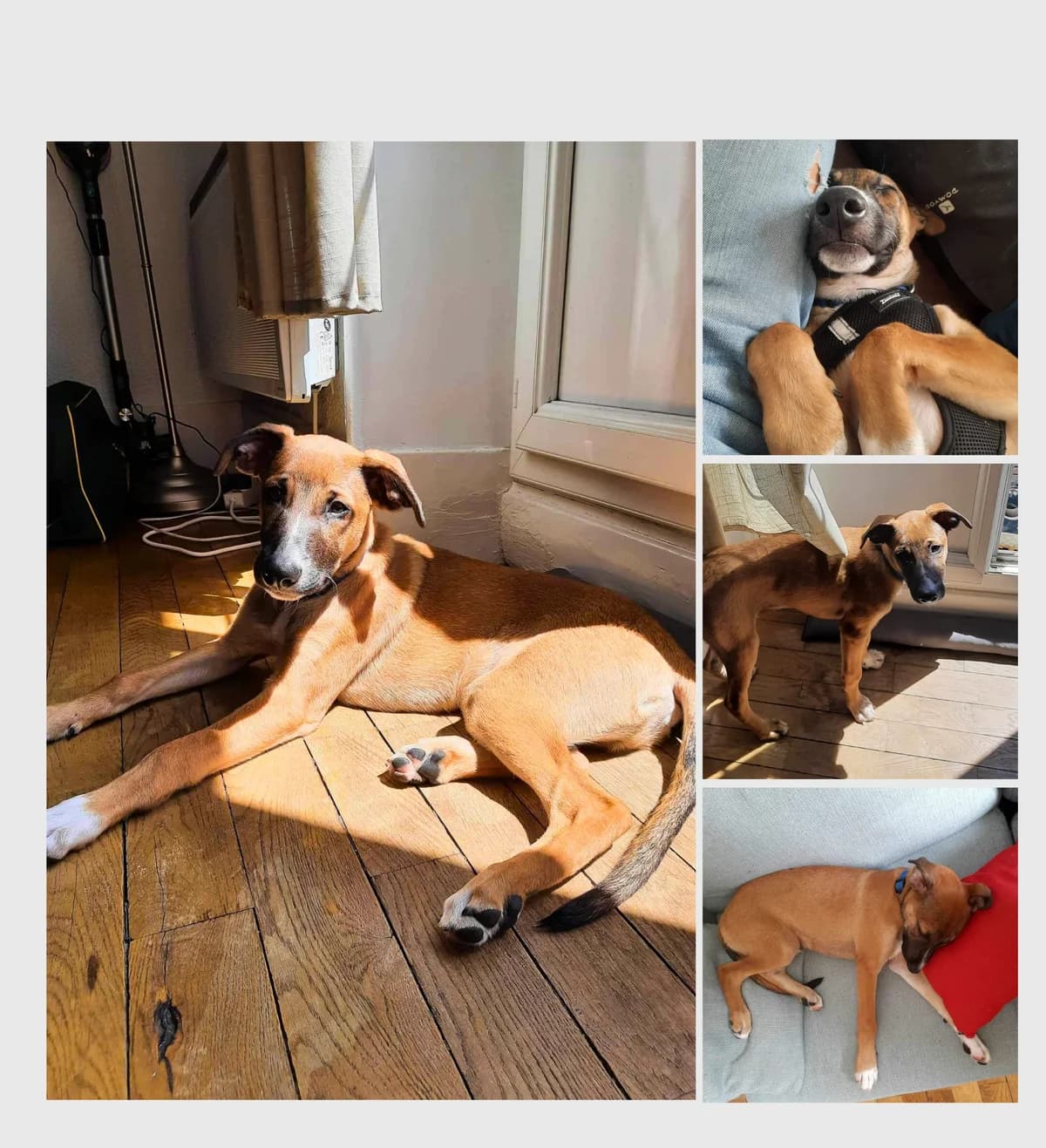 Aïro, male 3yo Mixed Breed for adoption at AnimOvergne, le-quartier
