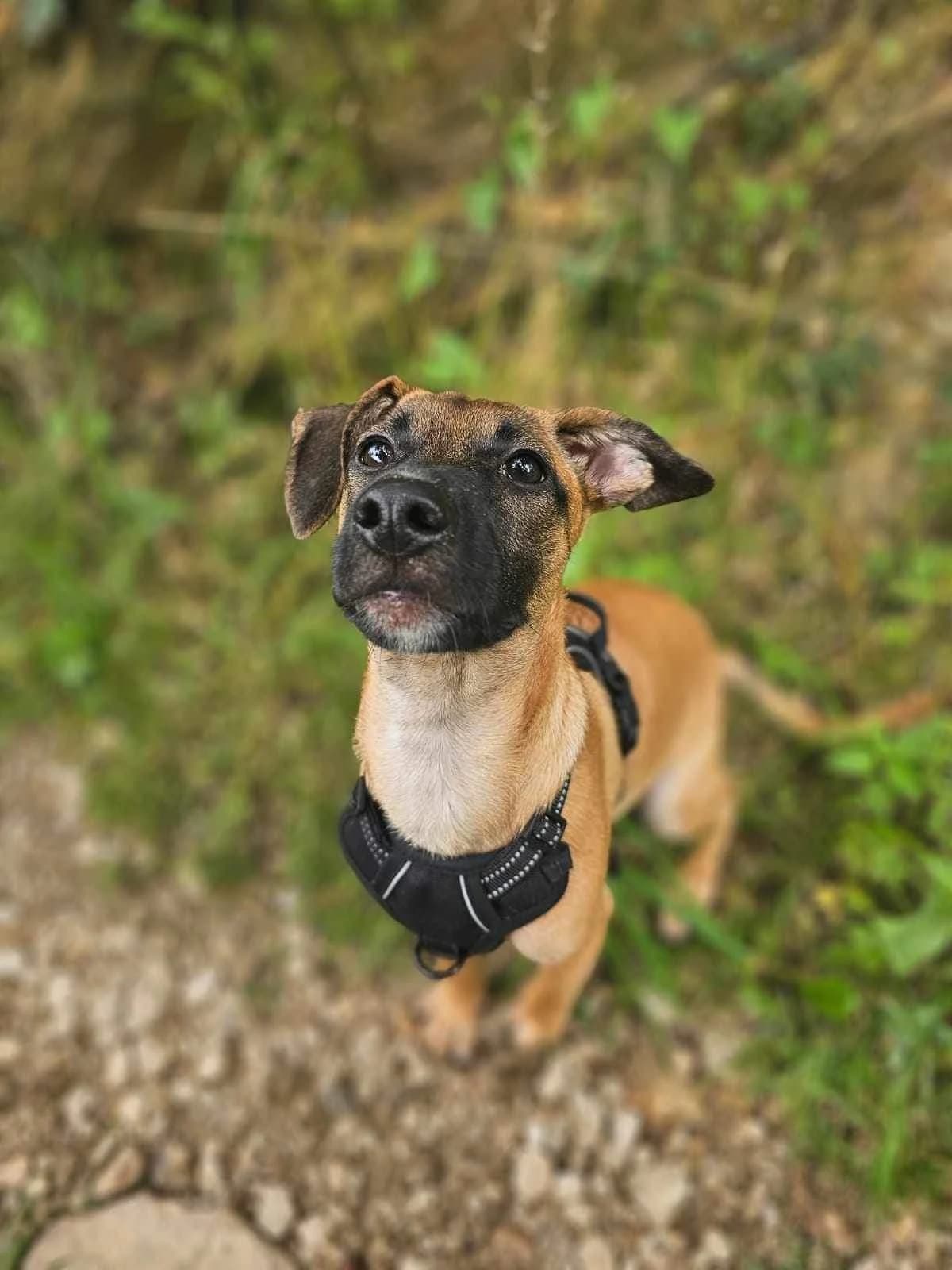 Aly, female Belgian Malinois for adoption at AnimOvergne, le-quartier