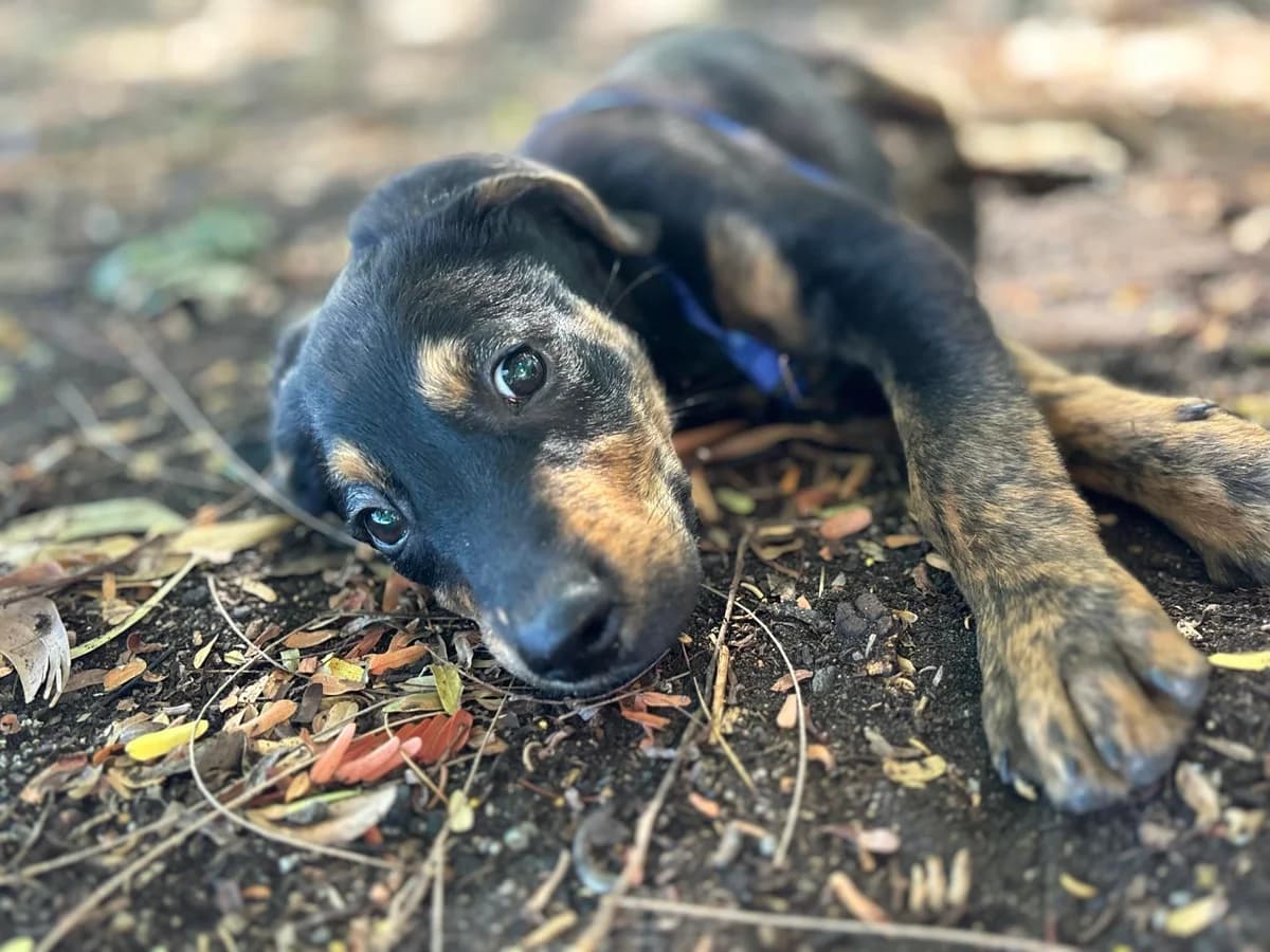 Bingo, male young mixed breed for adoption at AnimOvergne, le-quartier