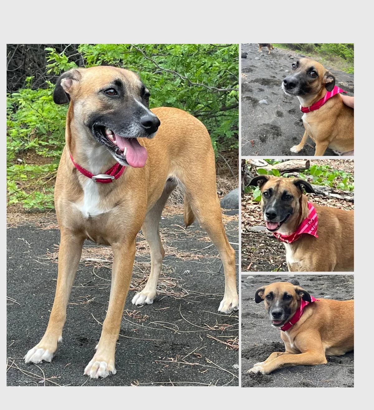 Bogota, female 4yo mixed breed for adoption at AnimOvergne, le-quartier