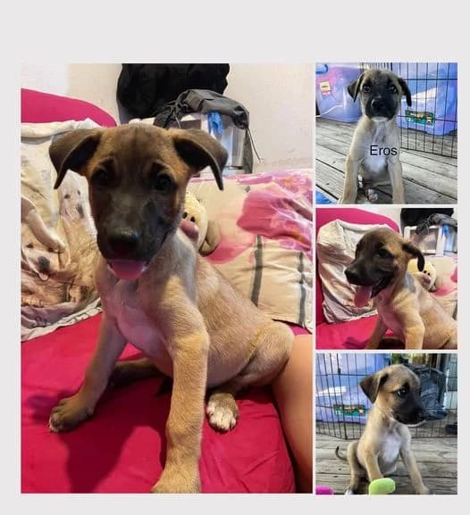 Eros, male 3yo Mixed Breed for adoption at AnimOvergne, le-quartier