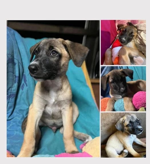 Kiss, female 3yo Mixed Breed for adoption at AnimOvergne, le-quartier