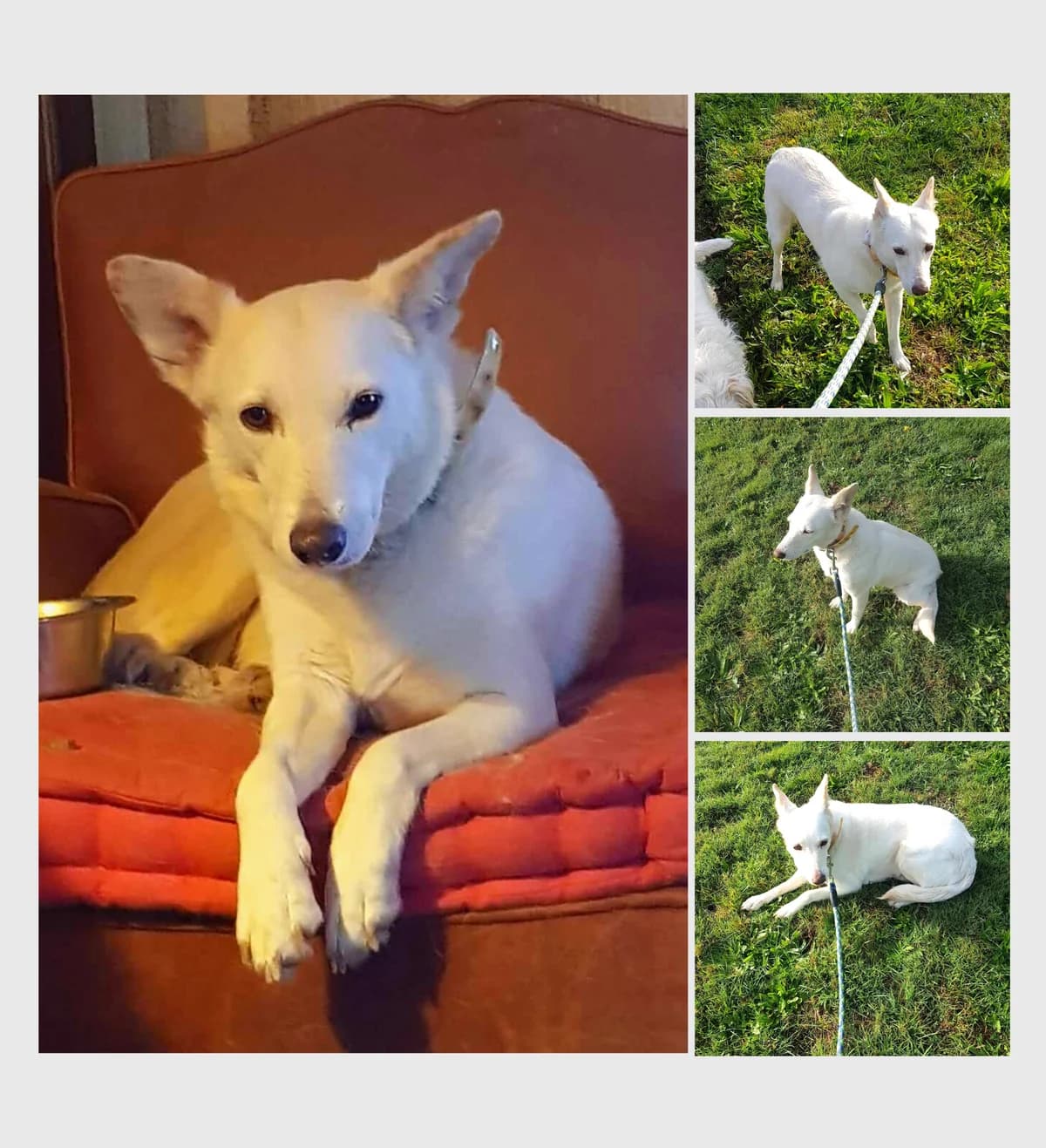 Laïka, female senior mixed breed for adoption at AnimOvergne, le-quartier