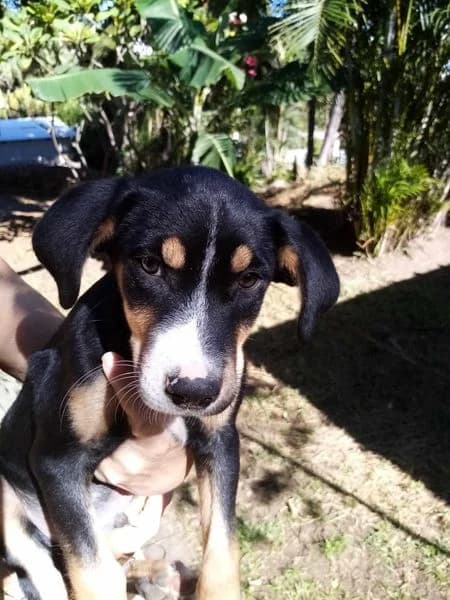 Arthur, male young Mixed Breed for adoption at AnimOvergne, le-quartier
