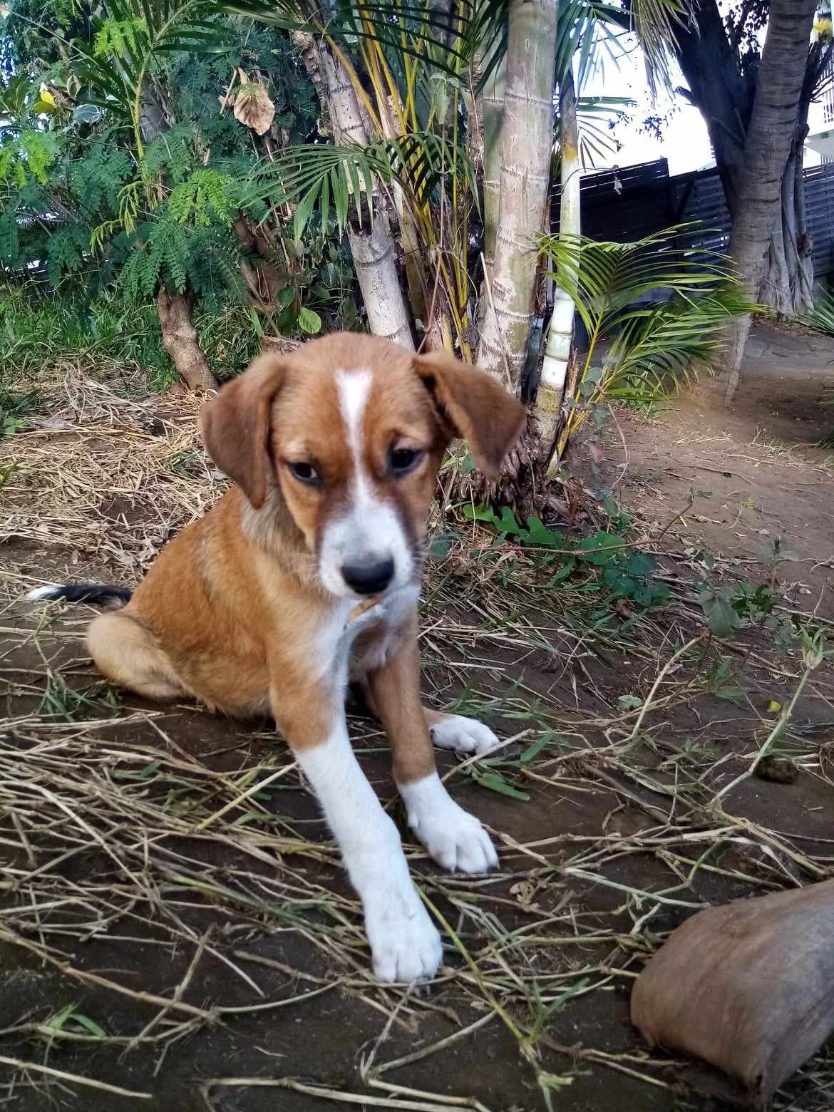 Roméo, male young Mixed Breed for adoption at AnimOvergne, le-quartier
