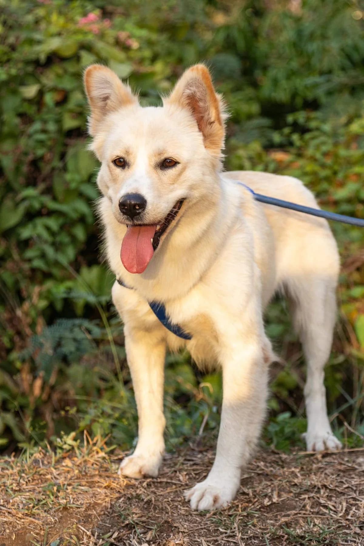 Victoria, female 4yo Mixed Breed for adoption at AnimOvergne, le-quartier