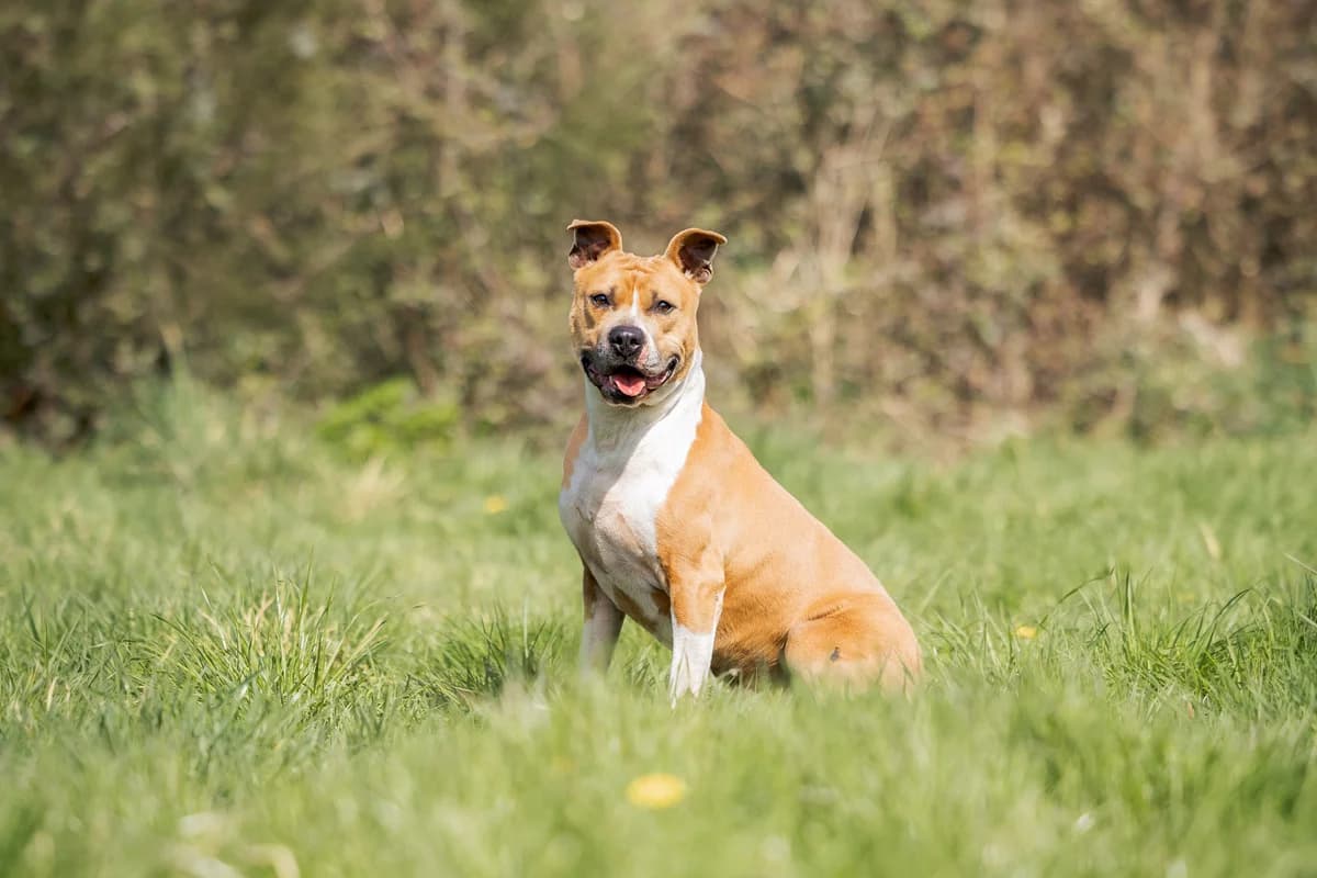 Nino, male American Staffordshire Terrier for adoption at Anim'toit, Prinquiau